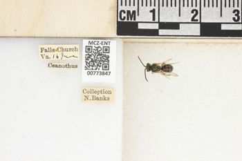 Media type: image;   Entomology 773847 Aspect: Labels